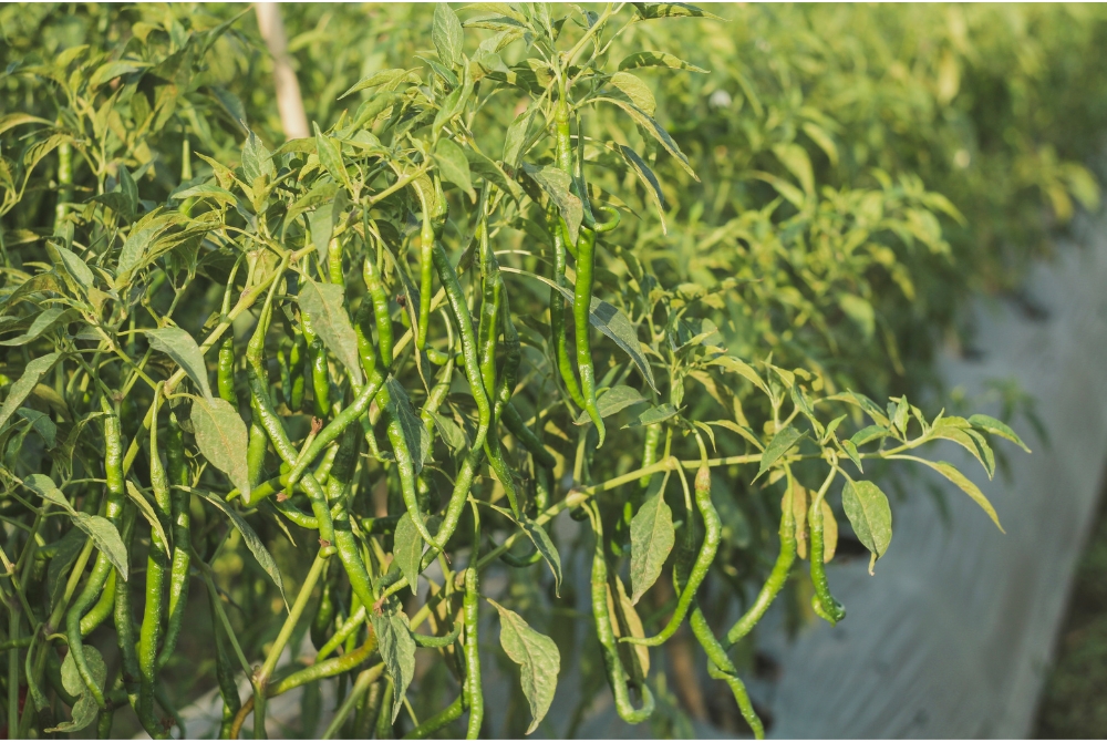 Green Chilli 1