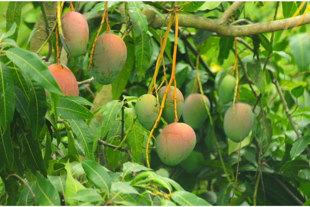 Alphanso Mango