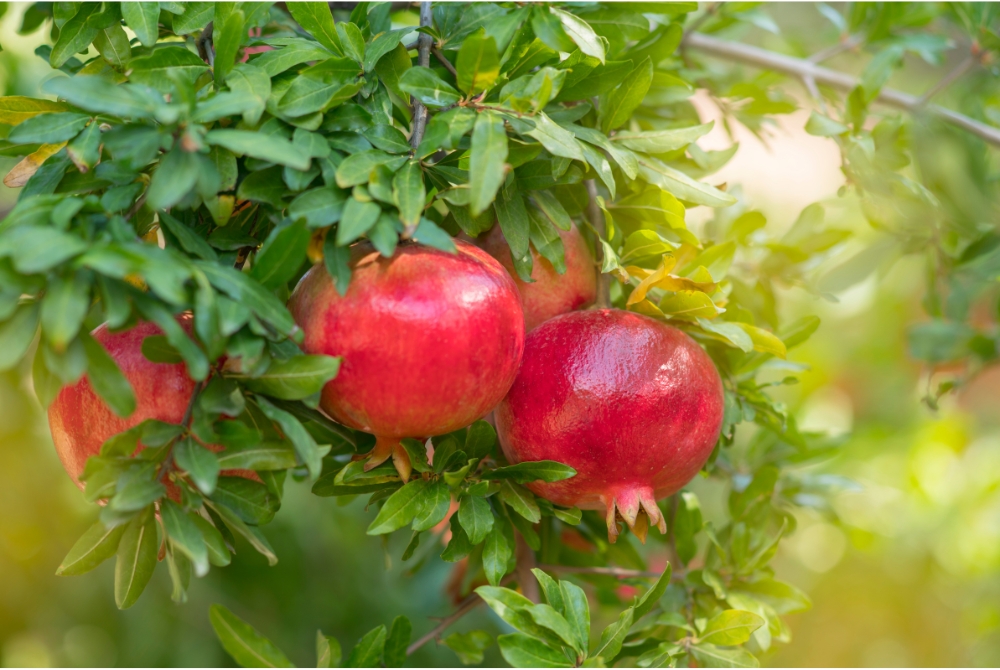 Pomegranate 1