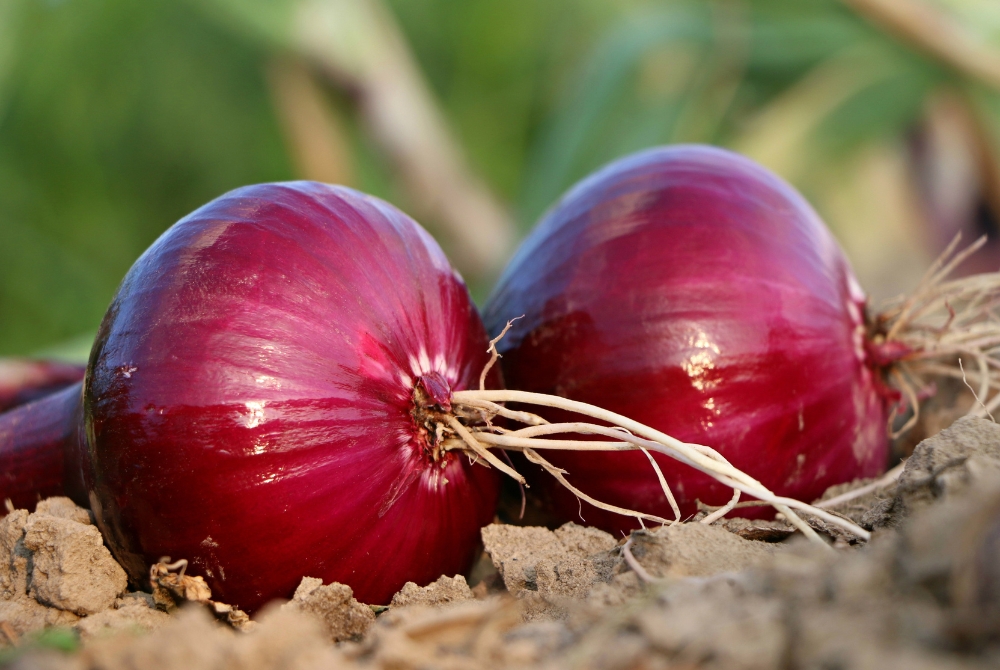 Onions 1