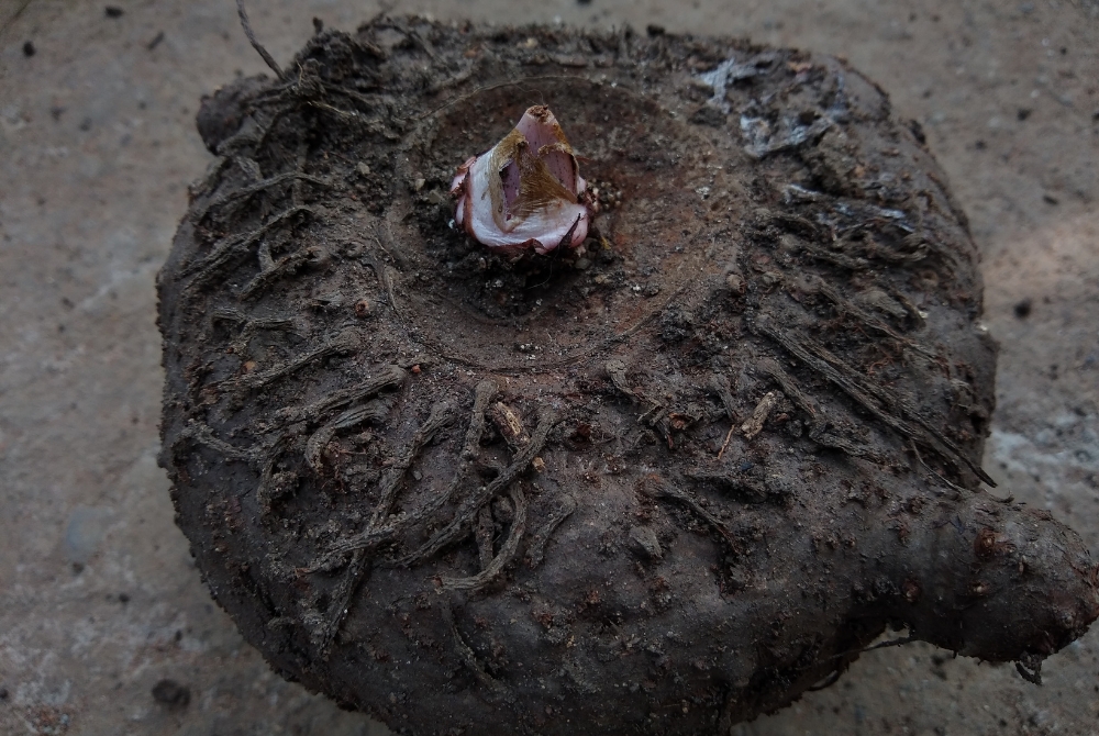 Elephant Foot Yam 1