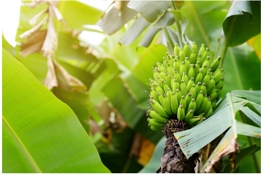 Banana 1