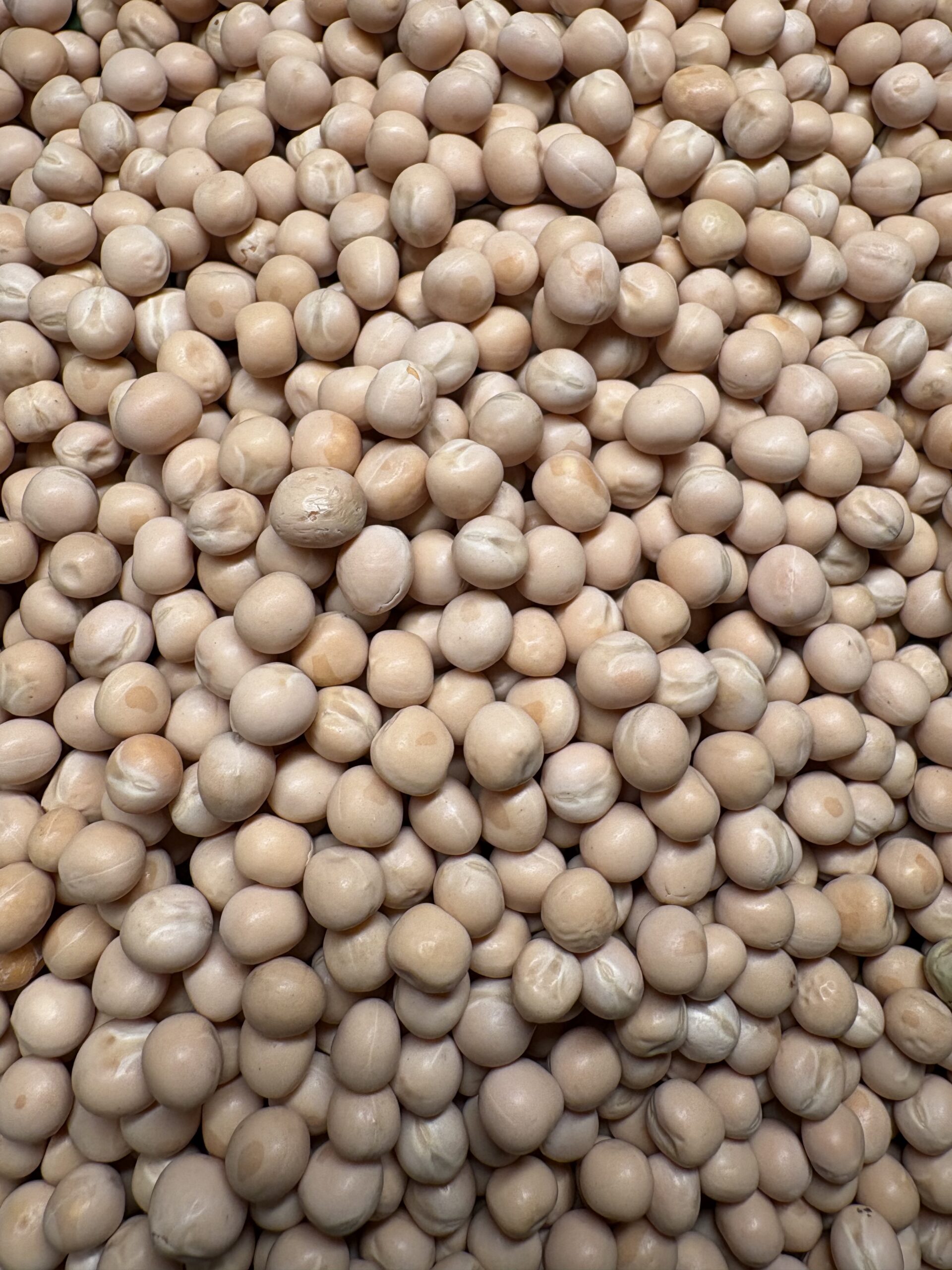 Dried White Peas 3