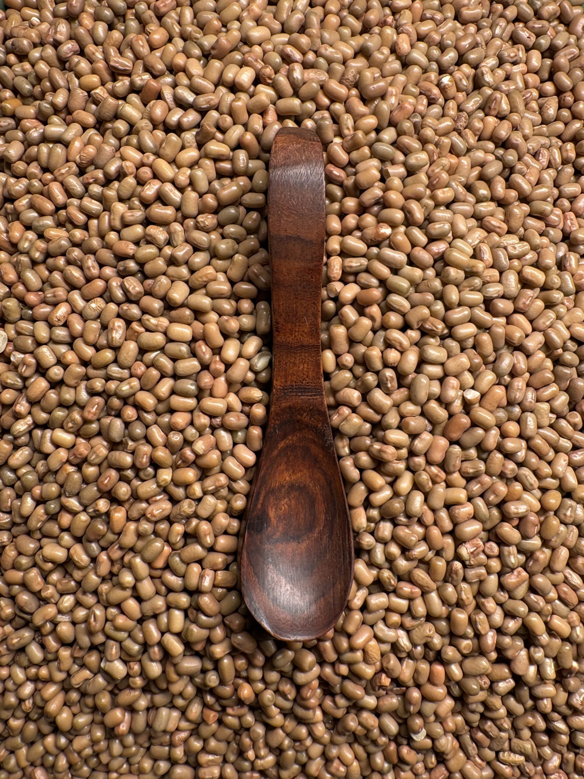 Pinto Bean 2