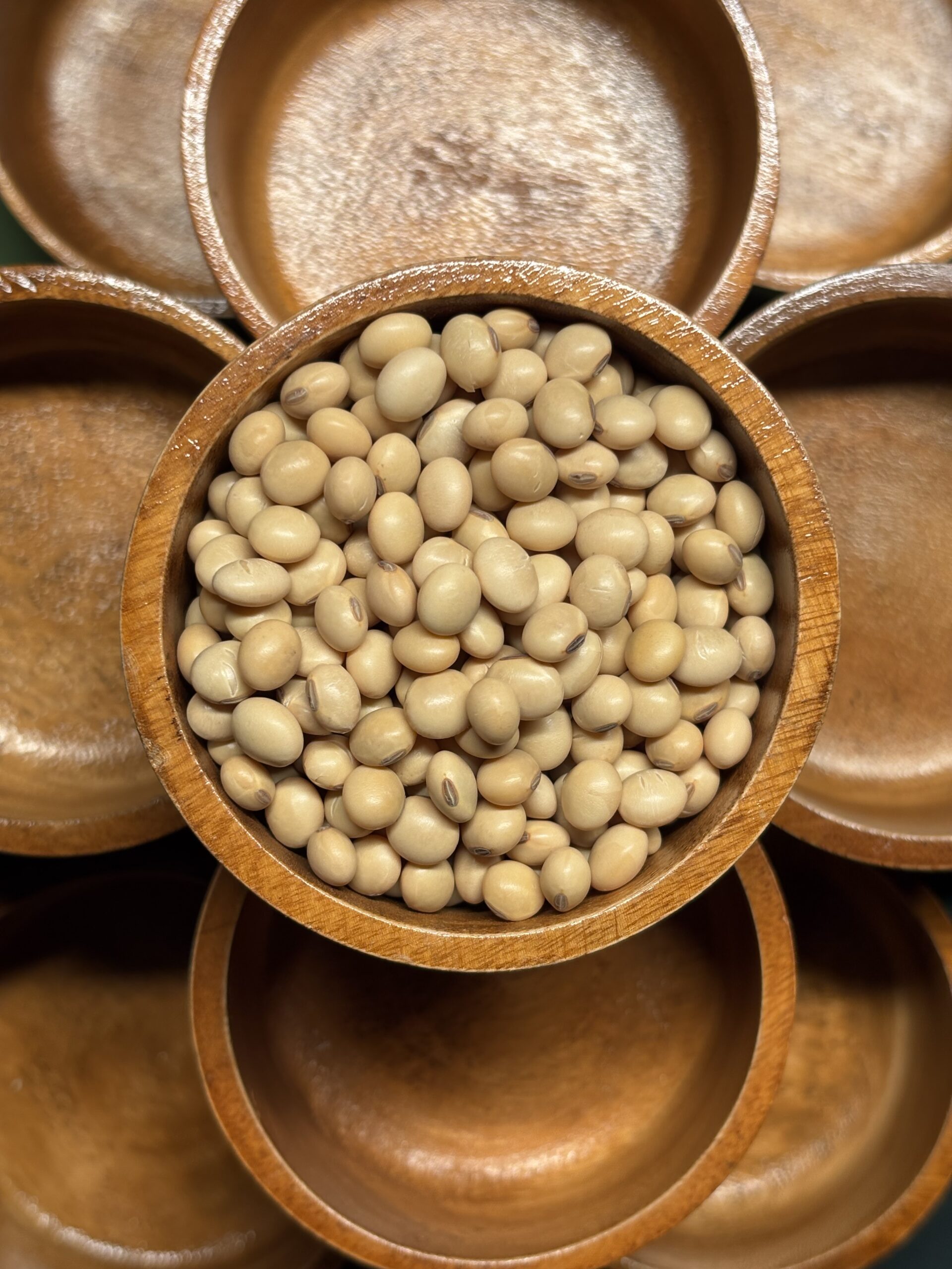 Pinto Bean 4