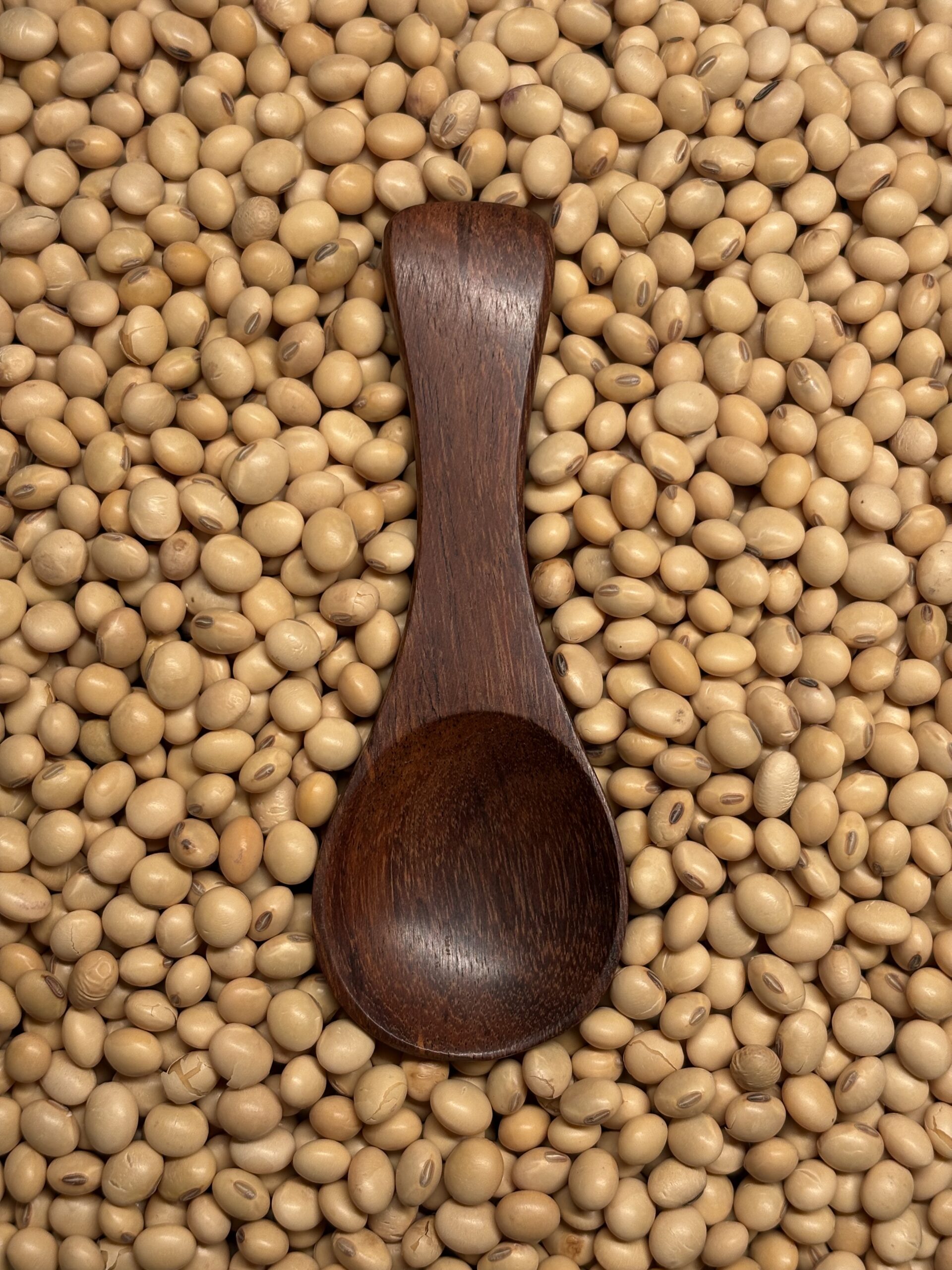 Pinto Bean 3
