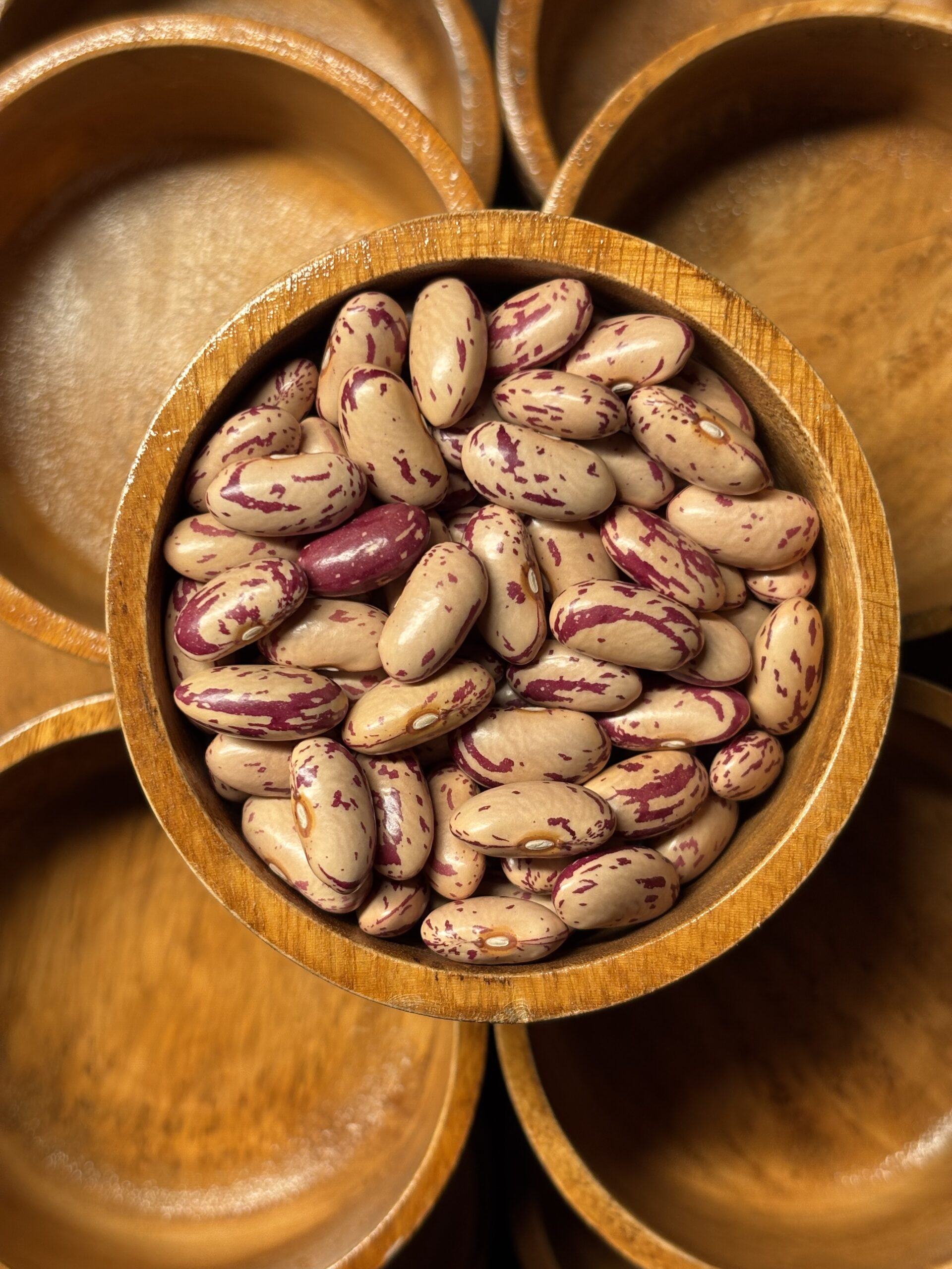Pinto Bean 8