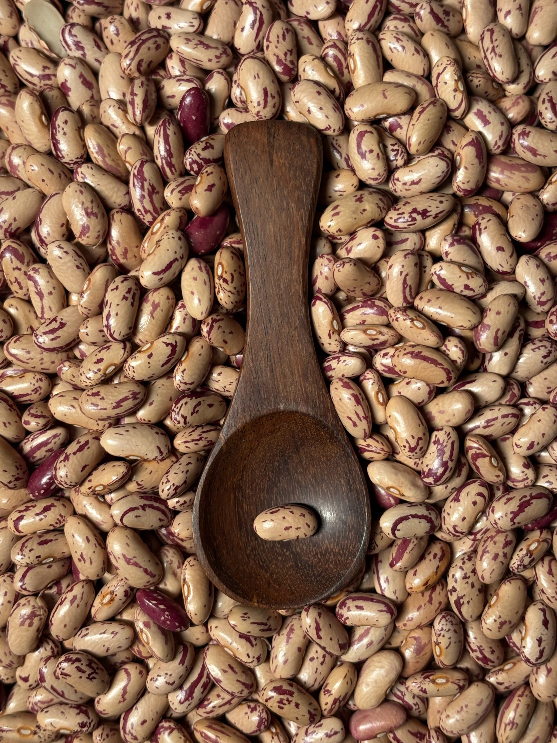 Pinto Bean 2