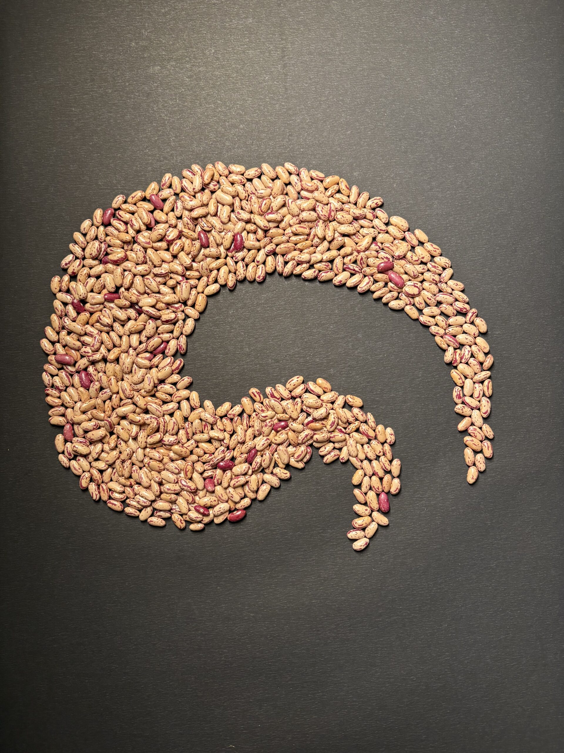 Pinto Bean 5
