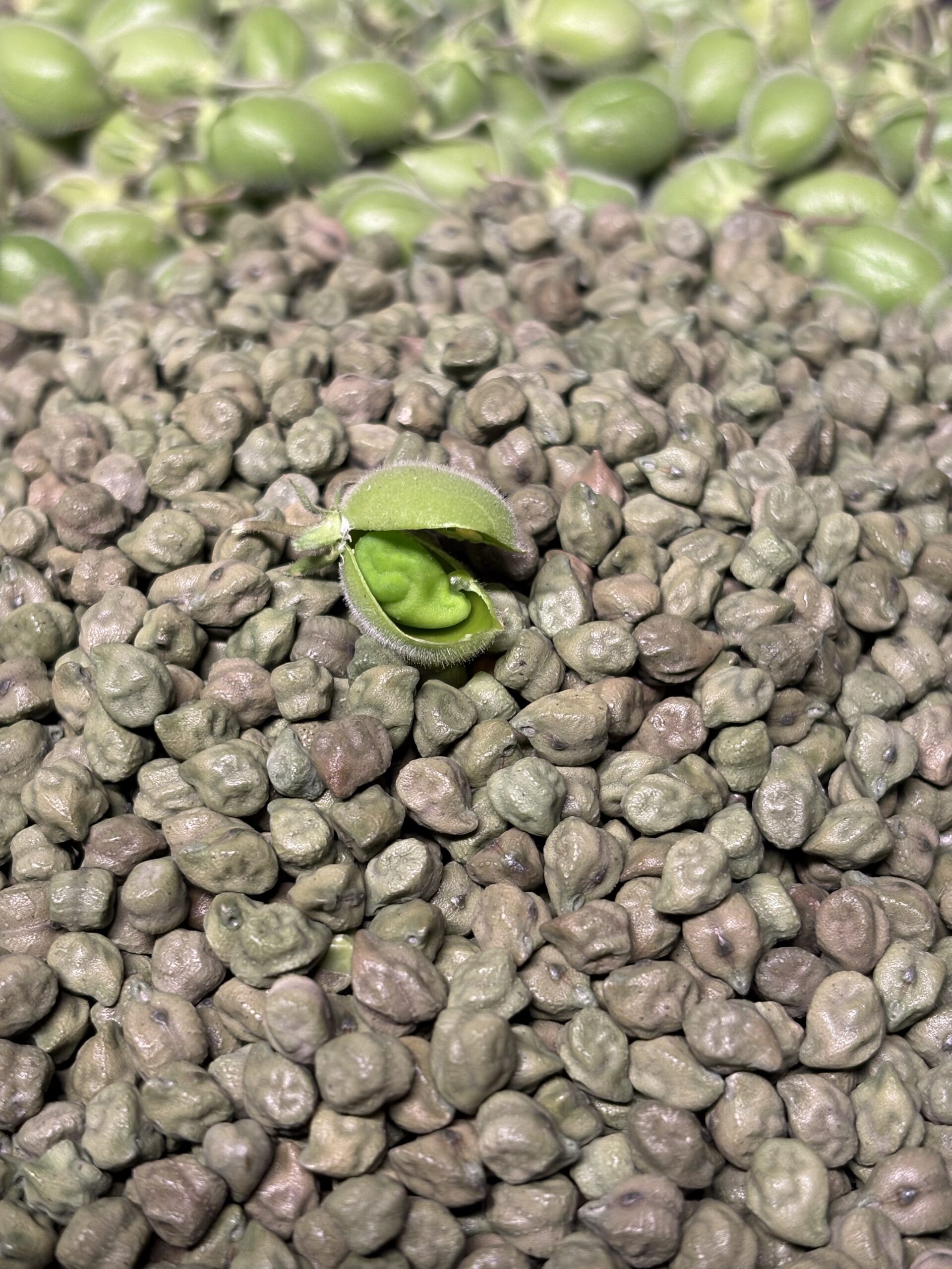 Green Chickpeas - Product Image 2
