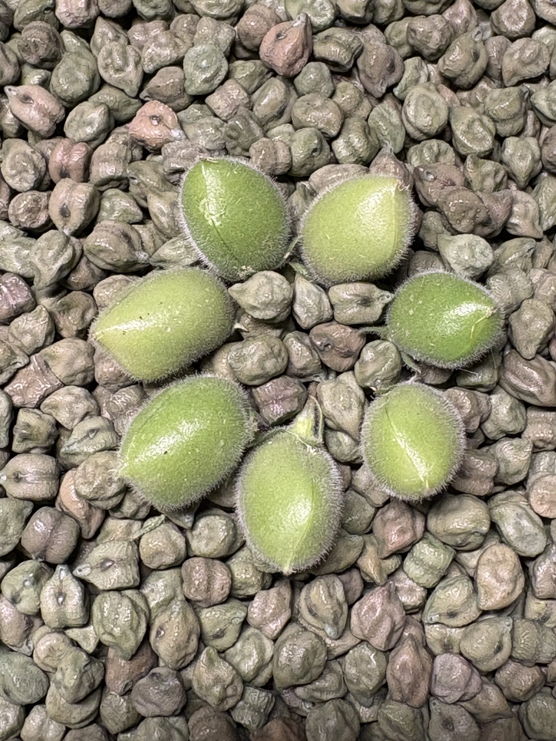 Green Chickpeas - Product Image 6