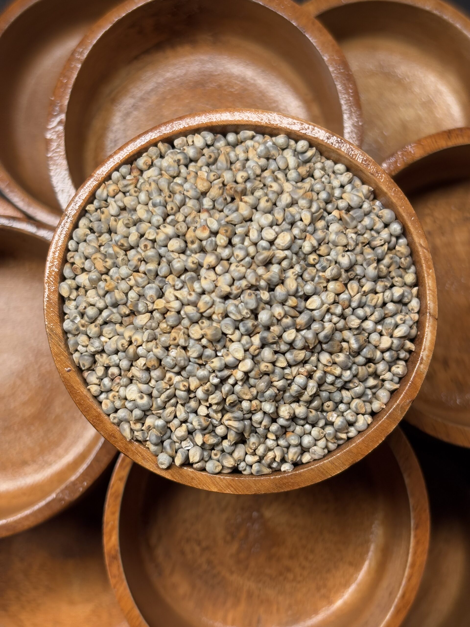 Pearl Millet 3
