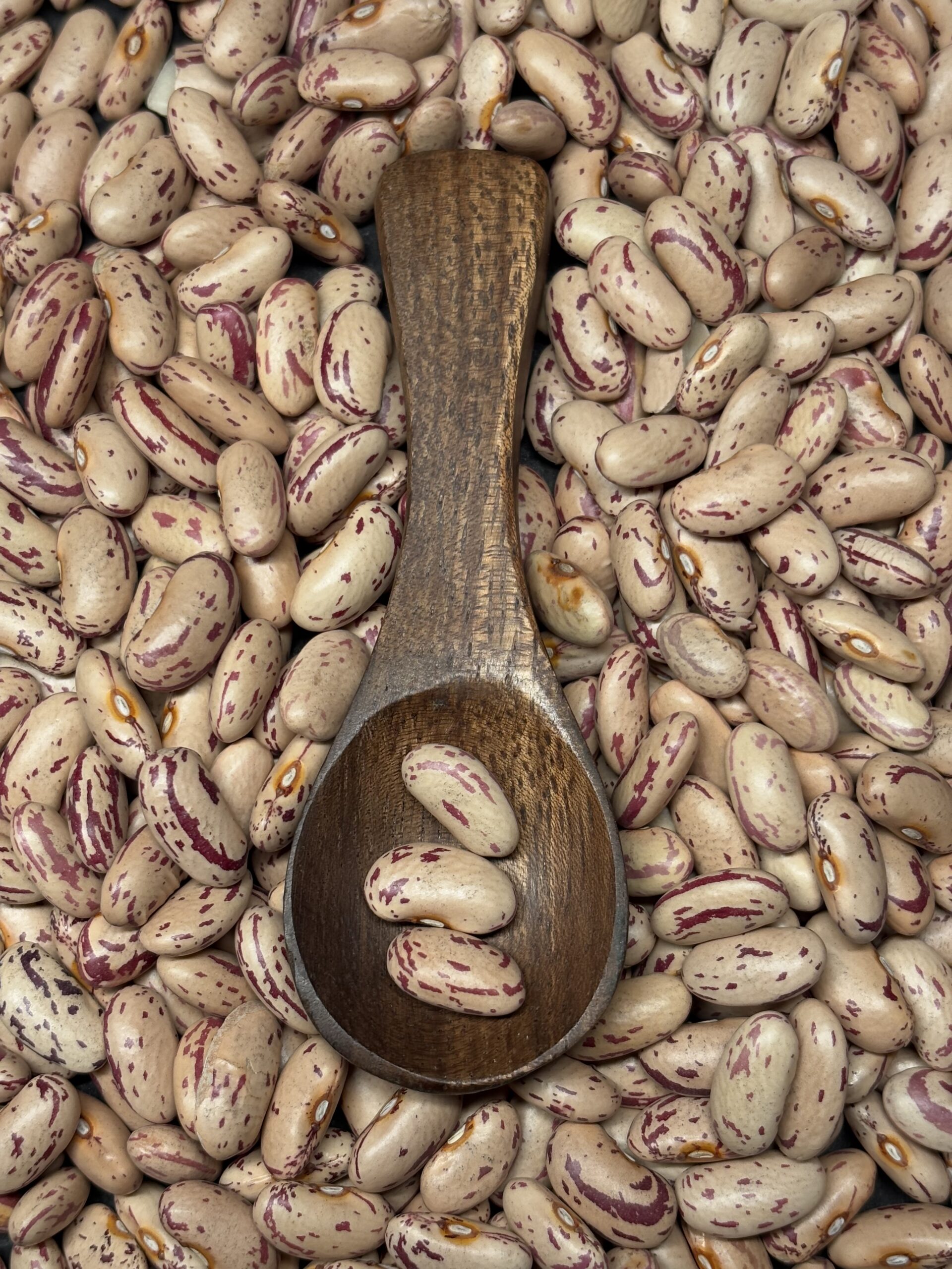 Cranberry Bean 2