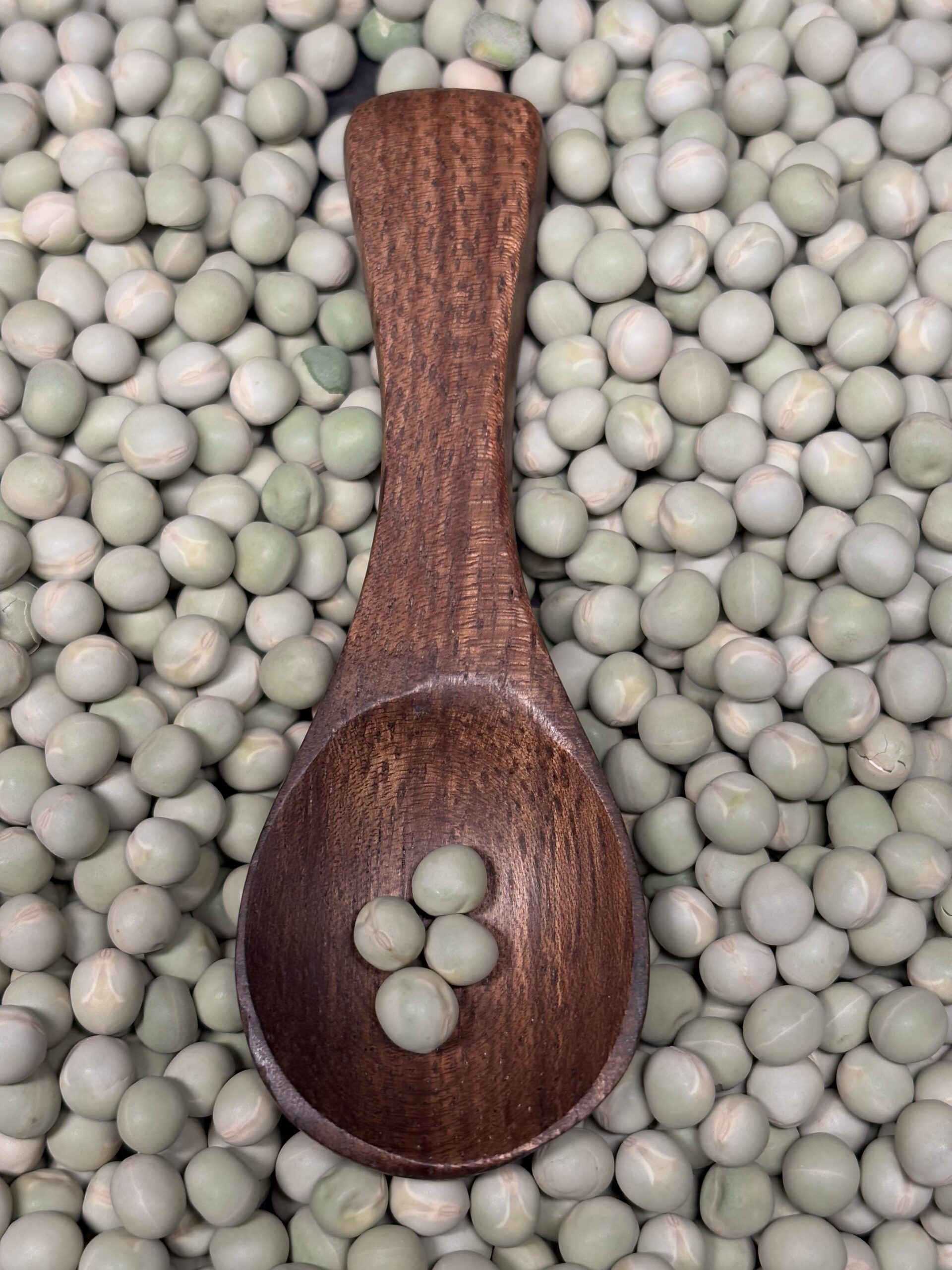 Pinto Bean 3