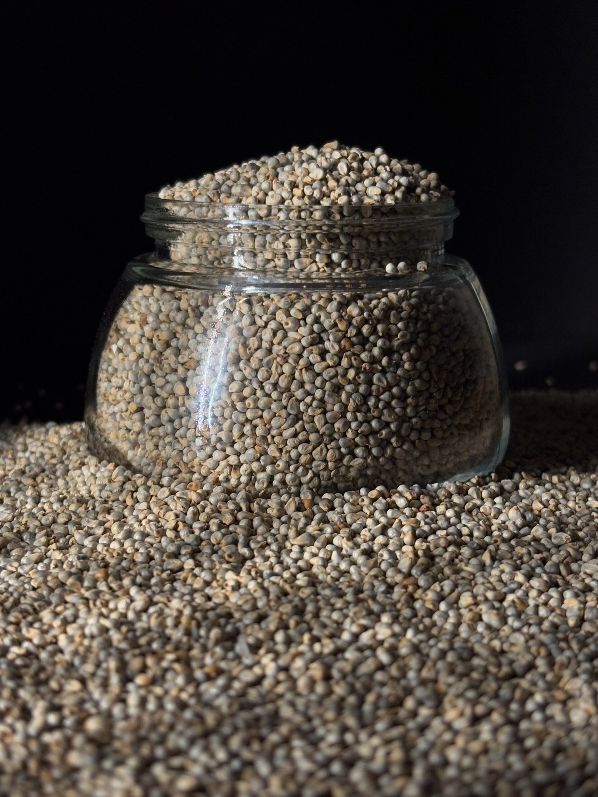 Pearl Millet 2