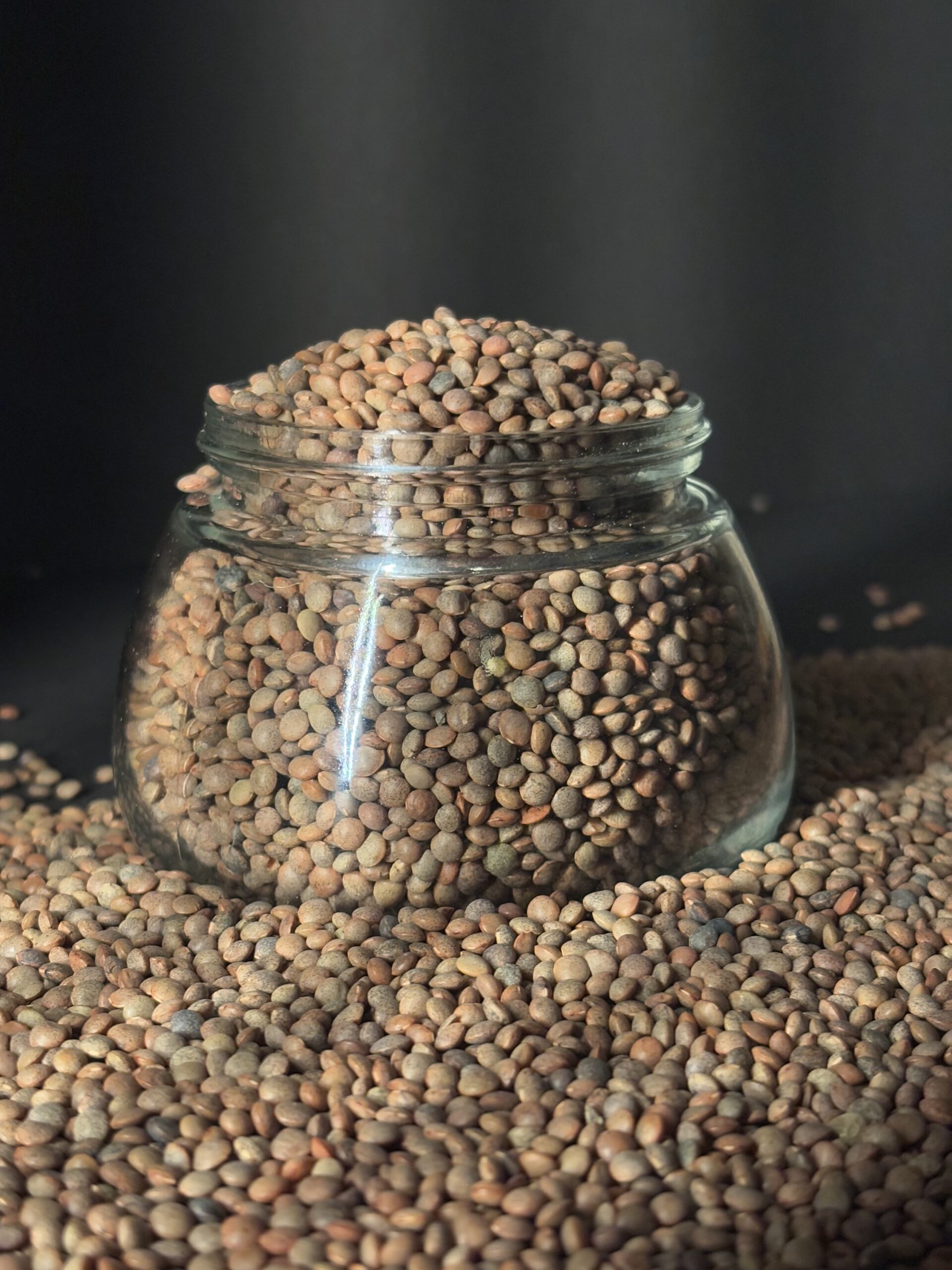 Brown Lentil 3
