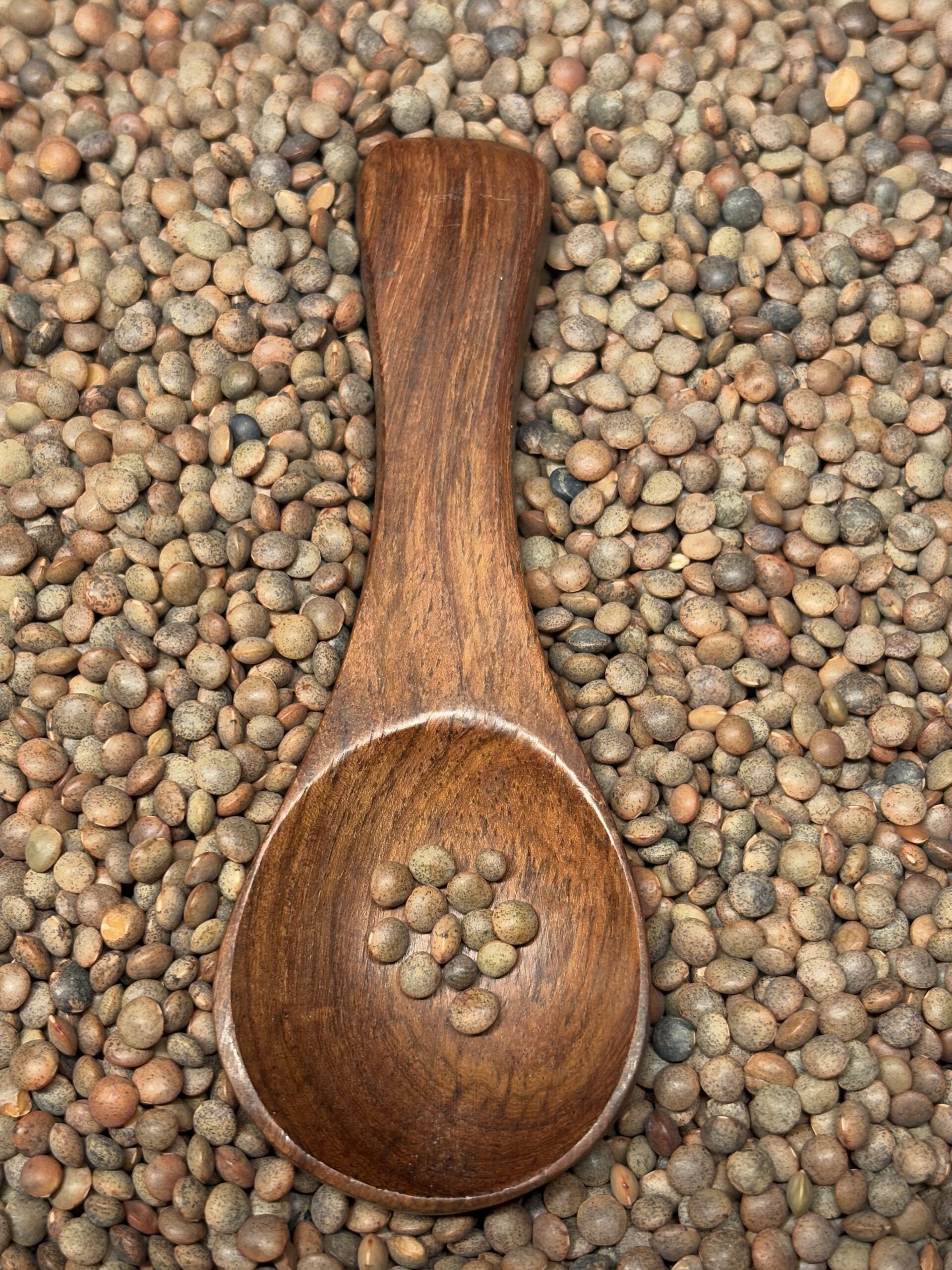 Brown Lentil 3